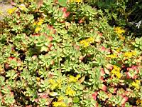 Sedum Compressum (fam. Crassulacees) (1) (Photo F. Mrugala)